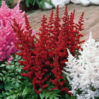 Астильба китайская Valerie Астильба китайская Valerie