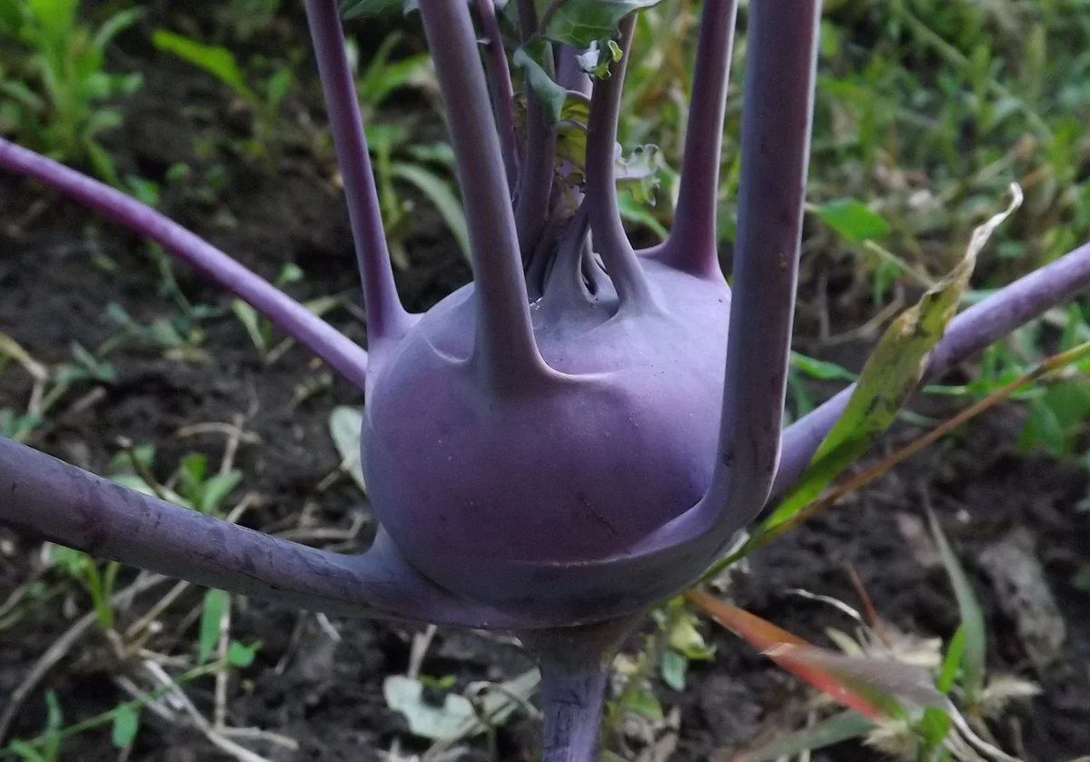 Капуста Кольраби Венская голубая Капуста Кольраби Венская голубая