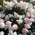 Гортензия метельчатая Summer Love
