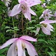 Клематис Pink Flamingo