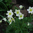 Анемона лесная