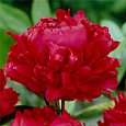 Пион травянистый Ред Мэджик
