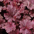 Гейхера Midnight Rose