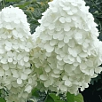Гортензия метельчатая  Polar Bear