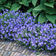 Герань (Аистов клюв) гибридная Johnson`s Blue Герань (Аистов клюв) гибридная Johnson`s Blue