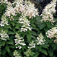 Гортензия метельчатая  Tardiva