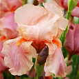 Ирис карликовый Pink