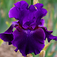 Ирис германский Rosalie  Figge