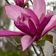 Магнолия гибридная Galaxy