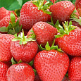 Земляника садовая Выставочная Земляника садовая Выставочная