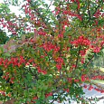 Барбарис оттавский Indian Summer Барбарис оттавский Indian Summer