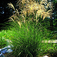 Мискантус китайский Грациелла Мискантус китайский Грациелла