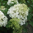 Гортензия метельчатая Bobo