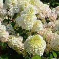 Гортензия метельчатая Diamantino
