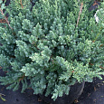 Можжевельник китайский San Jose Можжевельник китайский San Jose