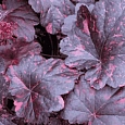 Гейхера Midnight Rose