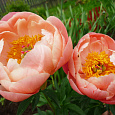 Пион травянистый Корал Чарм Пион травянистый Корал Чарм