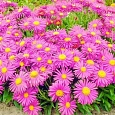 Астра альпийская Розовая