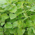 Мята садовая Мята садовая