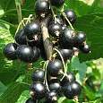 Смородина черная Поклон Борисовой