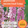 Дербенник иволистный Блаш