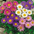 Астра альпийская Смесь окрасок
