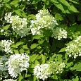 Гортензия метельчатая Harry Souvenir