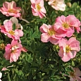 Лапчатка кустарниковая Lovely Pink