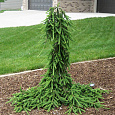 Ель обыкновенная Фрохбург