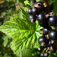 Смородина черная Грация Смородина черная Грация