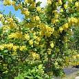 Барбарис оттавский Indian Summer Барбарис оттавский Indian Summer