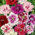 Гвоздика перистая Смесь окрасок Гвоздика перистая Смесь окрасок