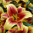 Лилия ОТ-гибрид Флавия