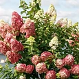 Гортензия метельчатая Fraise Melba