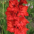 Гладиолус Fire Ruffle