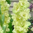 Гладиолус Тула