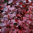 Барбарис Тунберга Red Pillar