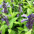 Котовник маньчжурский Manchu Blue