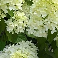Гортензия метельчатая Great Escape