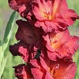 Гладиолус Brown Sugar