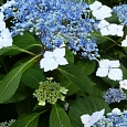 Гортензия пильчатая Bluebird