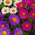 Астра многолетняя Альпийская смесь Астра многолетняя Альпийская смесь
