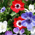 Анемона (Ветреница) японская Mix