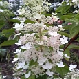 Гортензия метельчатая Kyushu