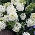 Гортензия метельчатая Bobo