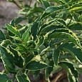Бузина черная Variegata