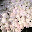 Гортензия крупнолистная Endless The Bride Гортензия крупнолистная Endless The Bride