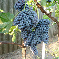 Виноград плодовый Памяти Домбковской Виноград плодовый Памяти Домбковской
