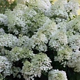 Гортензия метельчатая Bobo
