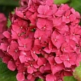 Гортензия крупнолистная Hornli
